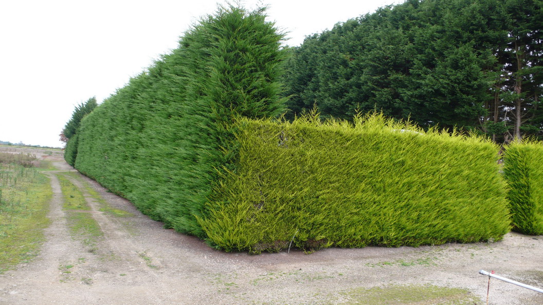 CUPRESSOCYPARIS leylandii et Castlwelland Gold